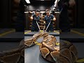 Modern Snake Farming Explained: From Egg Hatching To Deadly Venom Milking Technology #shorts #usa 🐍