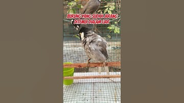 Burung kutilang langka #burung #kicauburunglovebird #kicaumania #burunglovebirds #burungkicau #loveb