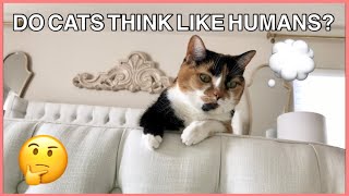 DO CATS THINK LIKE HUMANS? by The Cat Bunch 70 views 3 years ago 1 minute, 44 seconds