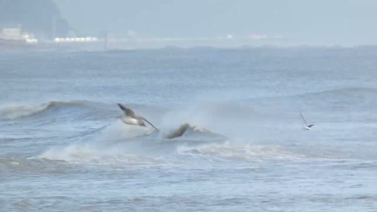 Sabines Gull, adult Winter bird,  Normans Bay, East Sussex 10 11 2023
