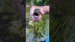 Bob esponja Fishing #free #fishing #pesca #river #fish #troutfishing #flyfishing #trout #mountains