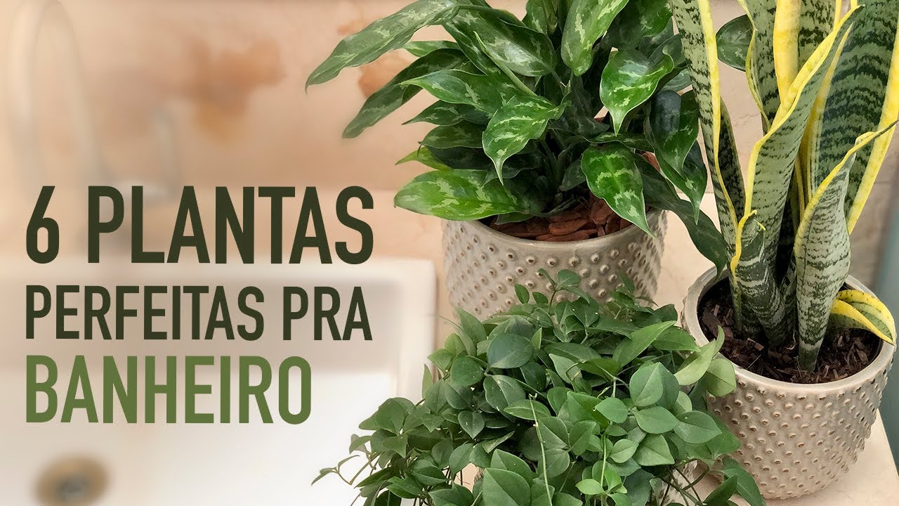6 PLANTAS para colocar no BANHEIRO - thptnganamst.edu.vn