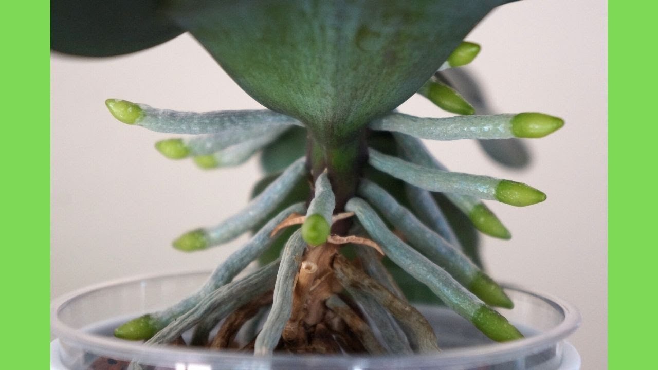 [EN SUB/中文字幕] 蘭花 - 換盆後根系暴長, 換盆步驟+導根要點解說 | 養護技巧分享 | 蘭花種植