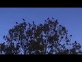 Mayor of Crows - Jan 12, 2022