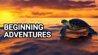 Astonishing Journey of Baby Loggerhead Turtles 🚀🐢❤️