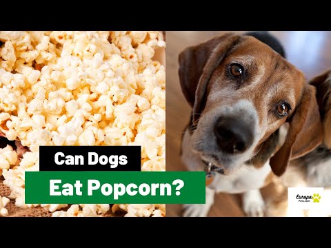 Can Dogs Eat Popcorn? All You Need to Know!