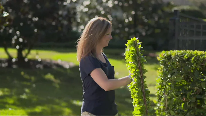 Barbara King Expandable Hedge with Roses on QVC