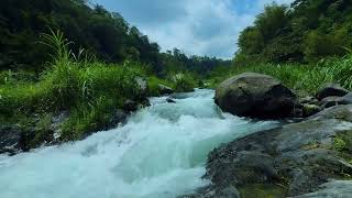 First Hints of Fall | Relax Beside a Peaceful Forest Stream | 10 Hours