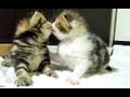 Cutest cat moments rockyrosy funny kittens