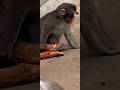 This Thing Proved One Thing#shorts #youtubeshorts #viral