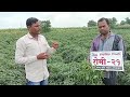 स्टार फिल्ड कंपनी चे मिरची वाण - रोमी 21 अवश्य पहा. बियाणे व रोपांसाठी संपर्क 7387107174 #starfield