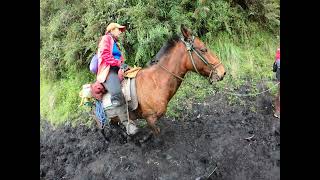 Volcán El Altar, encima de una mula