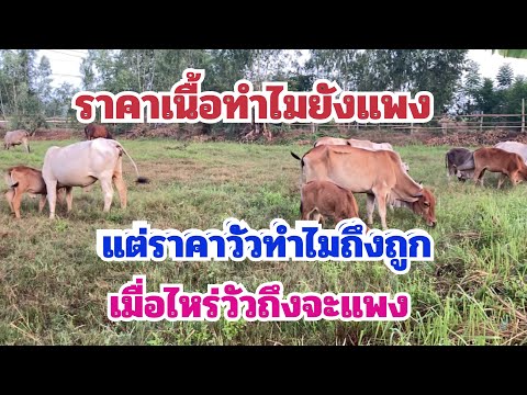 ราคาเนื้อทำไมแพง แต่ราคาถึงถูก เพราะอะไร ราคาวัวจะขึ้นช่วงไหน?