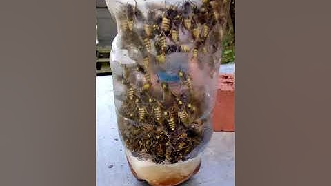 WASPS ,WASPS, WASPS, WASPS, WASPS, WASPS, IN  THE  WASP  TRAP