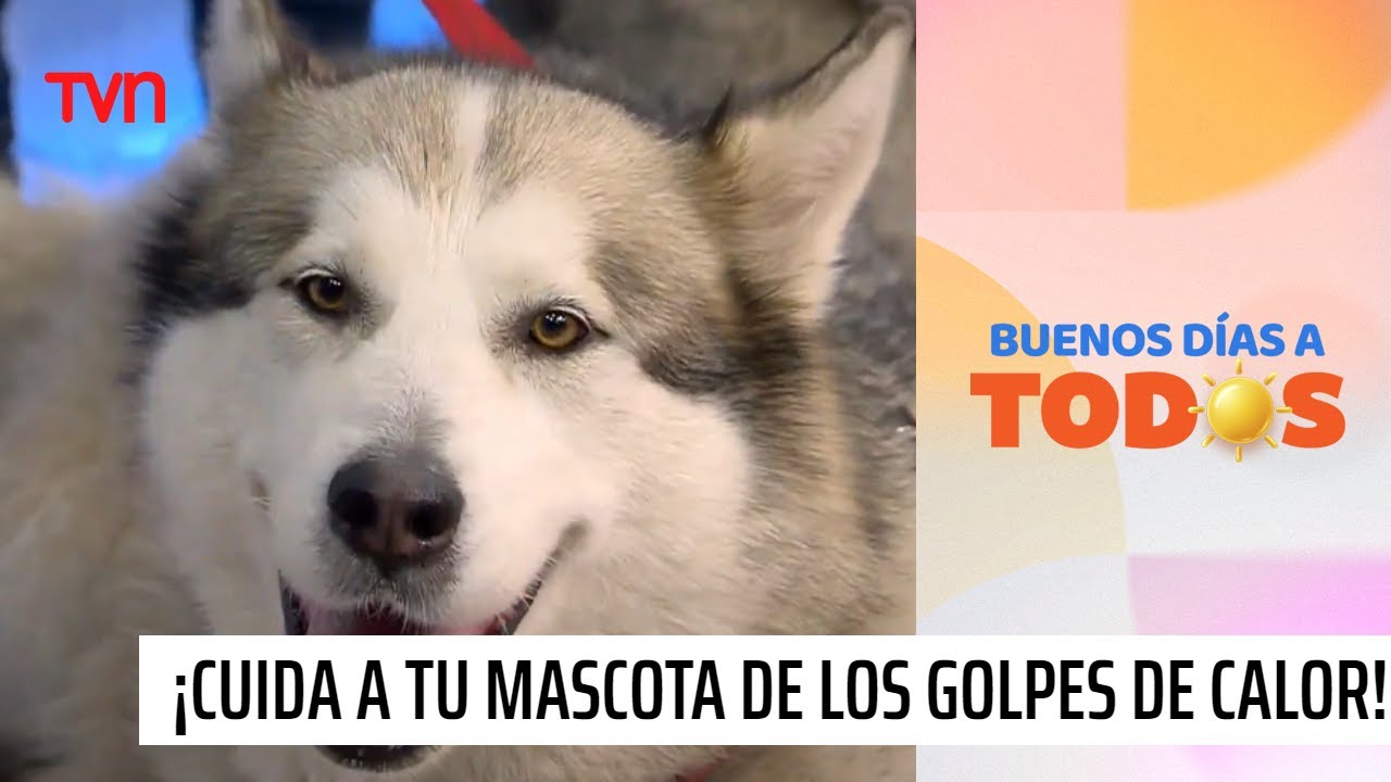 Sebastián Jiménez nos enseña a cuidar a nuestras mascotas de los golpes de calor