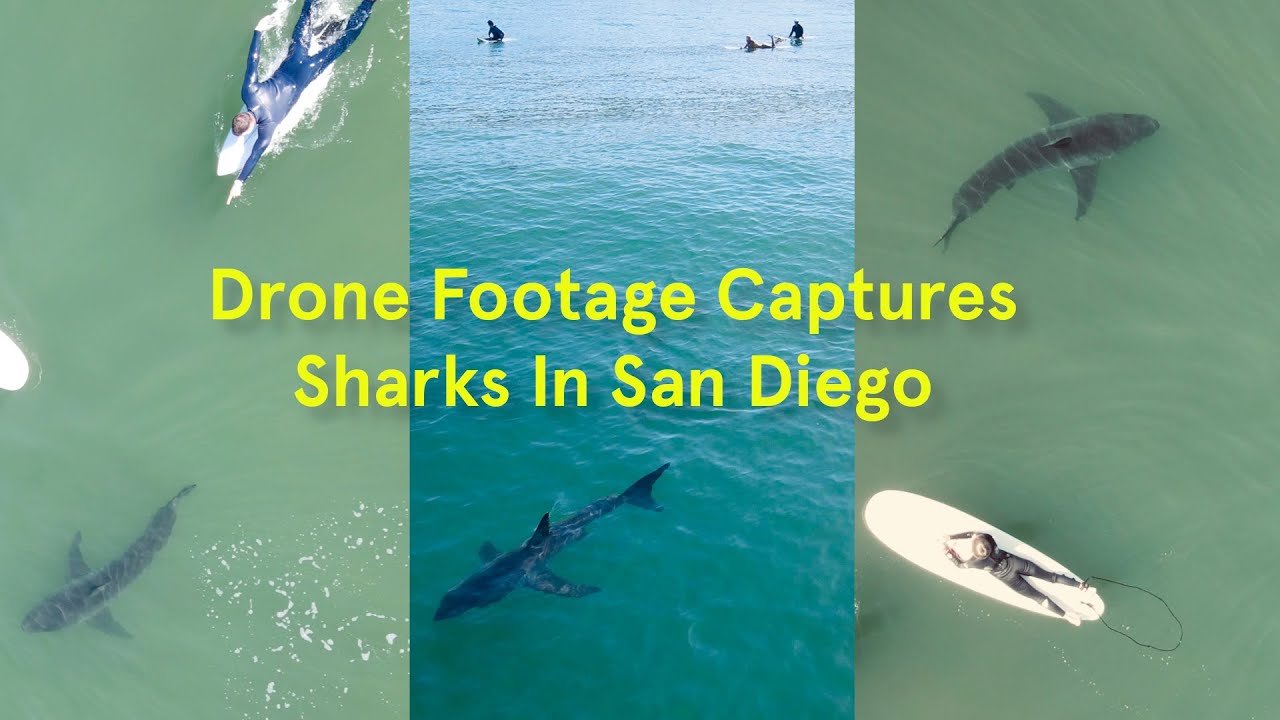 Great White Sharks Swim Underneath Surfers In San Diego Drone Footage