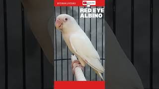 Kok Bisa Putih Bersih Tapi Matanya Merah ???