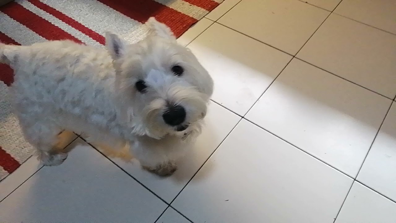 westie-dog-gets-very-angry-shorts-youtube