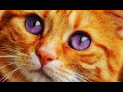purple eyes cats