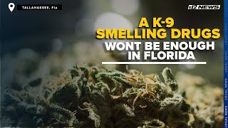 'That dog won't hunt' A K-9 smelling drugs isn't enough for warrantless search in Florida
