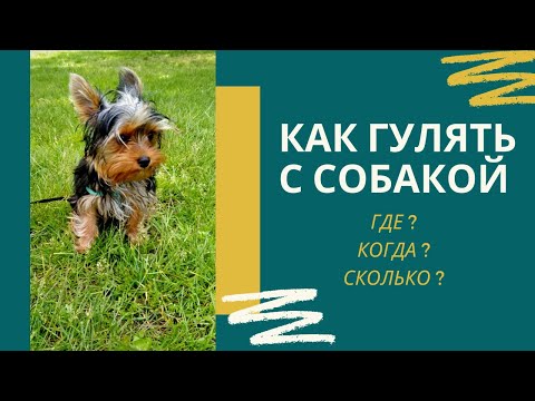 Прогулка с собакой: как правильно гулять с щенком, сколько времени, где можно и нельзя выгуливать