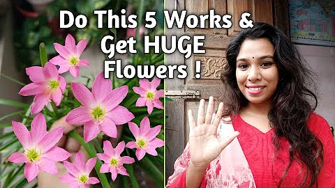 5 Reasons Why Rain Lily is NOT Flowering// Why Our Rain Lily Does NOT Producing Flowers// Plantalogy - DayDayNews