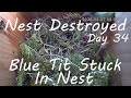 Blue Tit Nest Destroyed [VIEWER DISCRETION ADVISED] Female blue Tit Stuck in Nest / Rescued Blue Tit