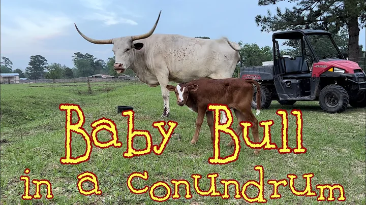 Baby Bull conundrum