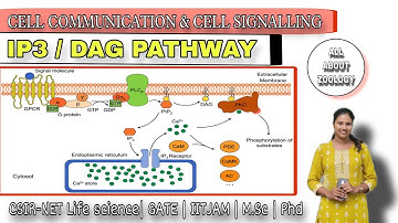 IP3 / DAG CELL SIGNALLING PATHWAY || Cell Biology || M.Sc Classes || CSIR-NET LIFE SCIENCES