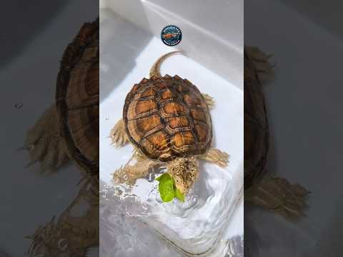 Makan jamu dulu ges 😂 #kurakura #turtle #pets