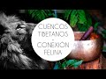 🌀🎵 Sesión Cuencos Tibetanos - 🦁✨🌍 CONEXIÓN FELINA  | Cuencos + Ronroneo | Yoga - Meditación - Relax