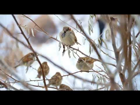 Birdsong on a Winter Morning - 30 min Relaxing Nature Sounds