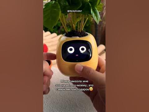 ЖИВОЙ ГОРШОК С ВБ! #wildberries #вб #находки - YouTube