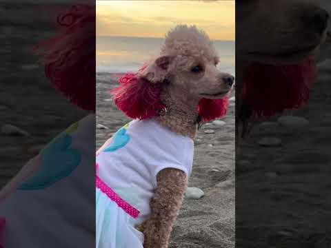 МИЯ НА КАНИКУЛАХ  #pets