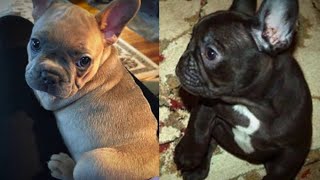 Breeder says two Norfolk men ripped her off, stole her puppies