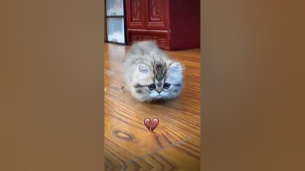 #милый котики - YouTube