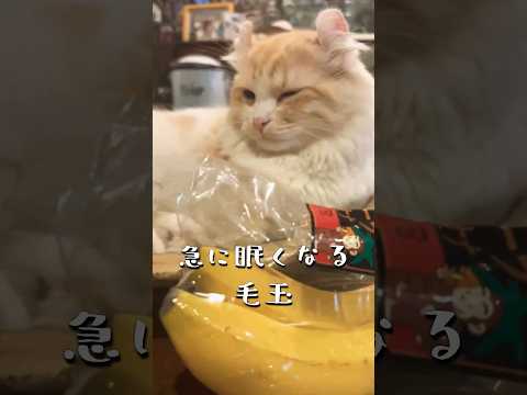【キンカロー】急に眠くなる毛玉【マンチカール】