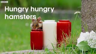 Wild Hamster Has A Graveyard Feast   Seven Worlds 720p hdmp4