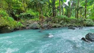 Water Flowing in a Mountain Forest 24/7. Riverl Sounds, Flowing Water. White Noise for Sleep.