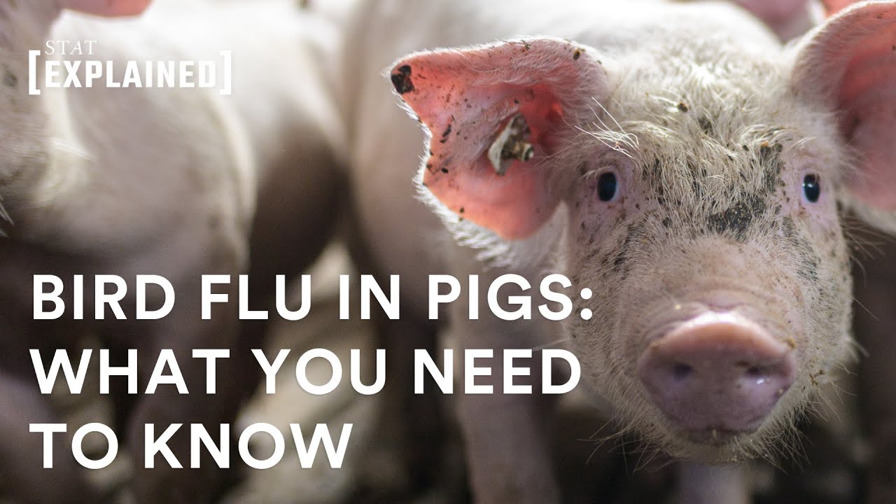 H5N1 bird flu has been found in a pig — What you need to know - YouTube