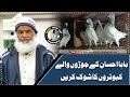 Baba ehsan k joro wale kabootro ka shok kare sialkot pigeon club