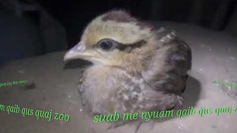 Tiếng gà rừng con mới nhất ( suab me nyuam qaib qus quaj zoo heev)