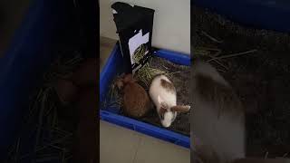 coco and sweeti😍#rabbitlovers