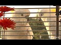 Frisky Cockatoo Couple Tries to Break In