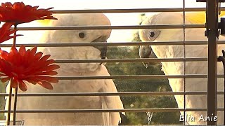 Frisky Cockatoo Couple Tries to Break In