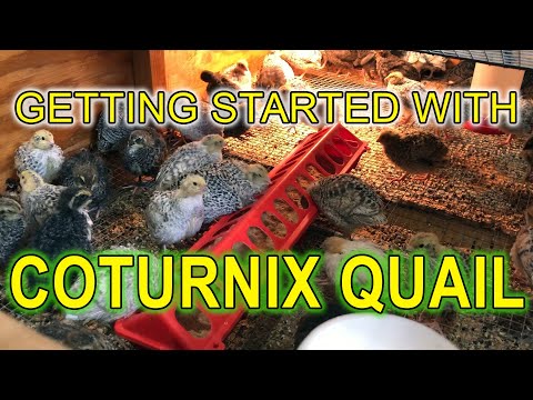 GETTING STARTED WITH COTURNIX QUAIL - A Beginners Guide