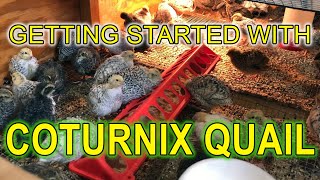 GETTING STARTED WITH COTURNIX QUAIL - A Beginners Guide