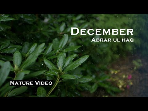 December Song Abrar