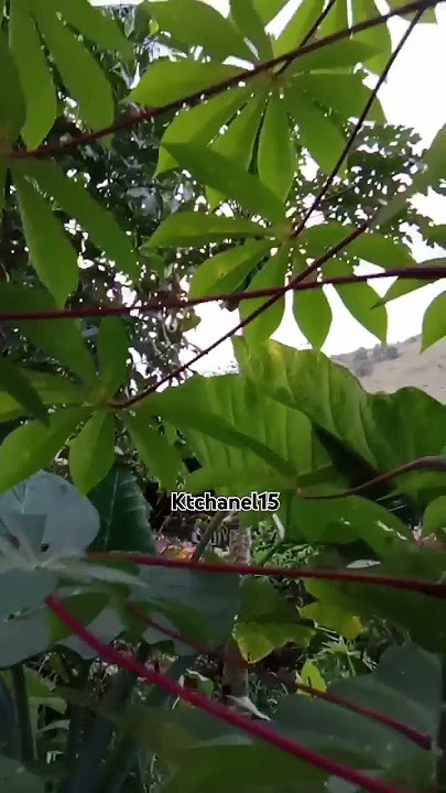 #motivasi #katabijak #quotes #papua #motivational