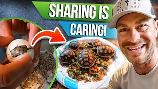 My Care Tips for Baby Torts! by Kamp Kenan 18,177 views 2 months ago 26 minutes